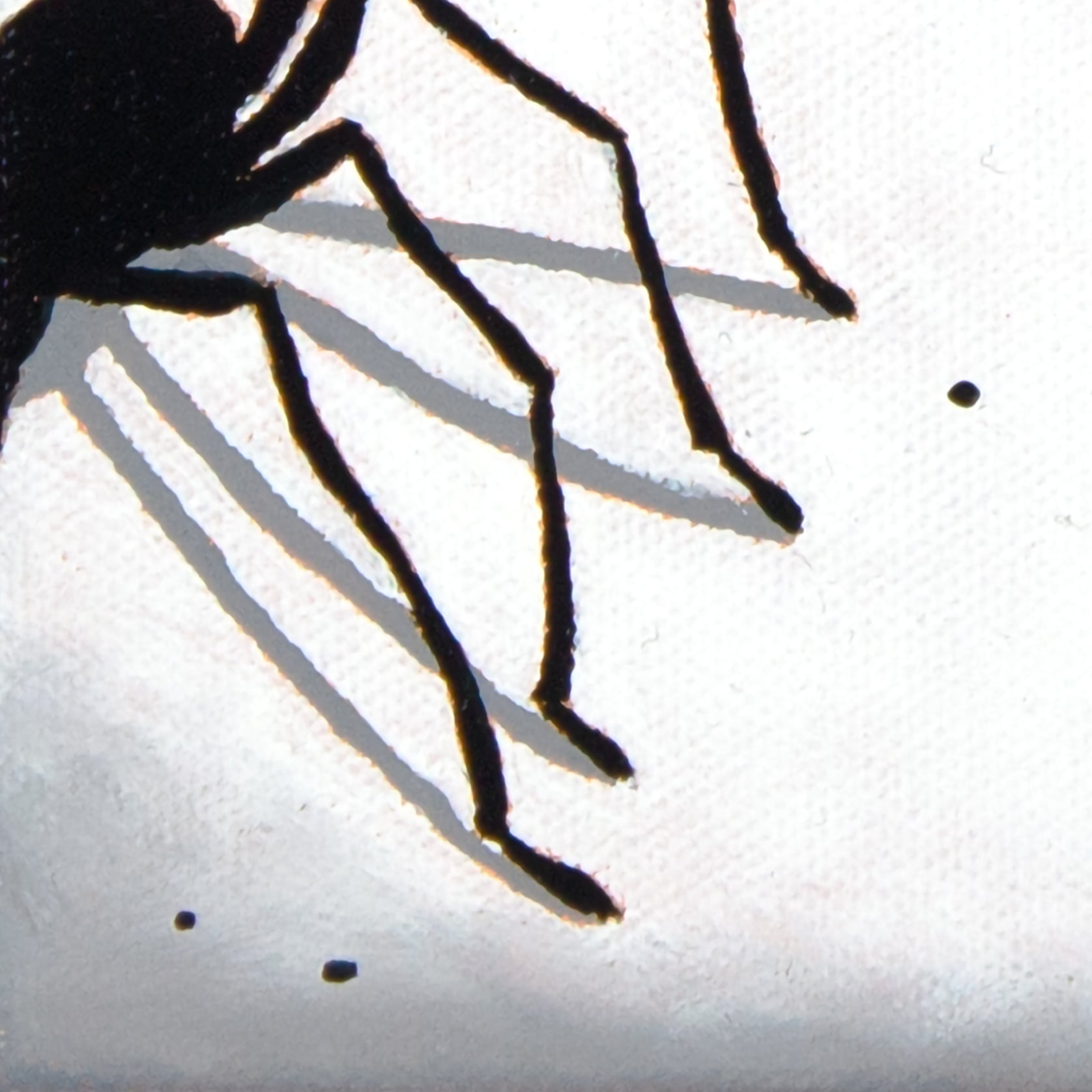 SPIDERS WAY